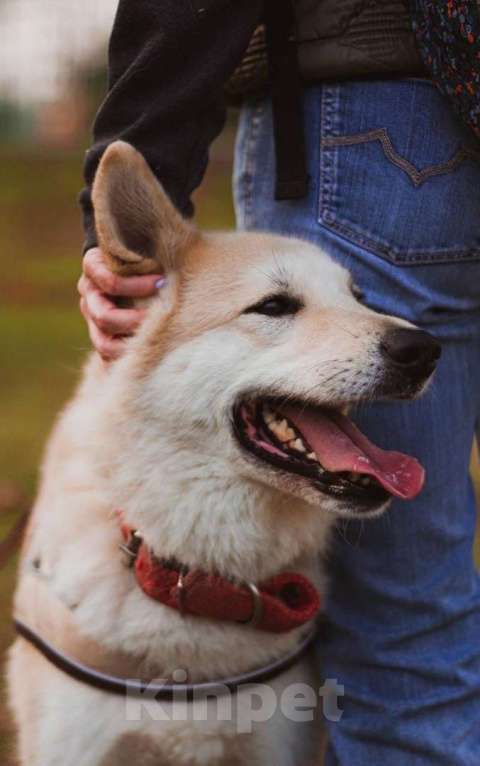 Собаки в Москве: Харт метис акиты оказался в приюте Мальчик, 10 руб. - фото 3