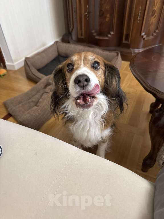 Собаки в Москве: Мальчик для вязки  Мальчик, Бесплатно - фото 9