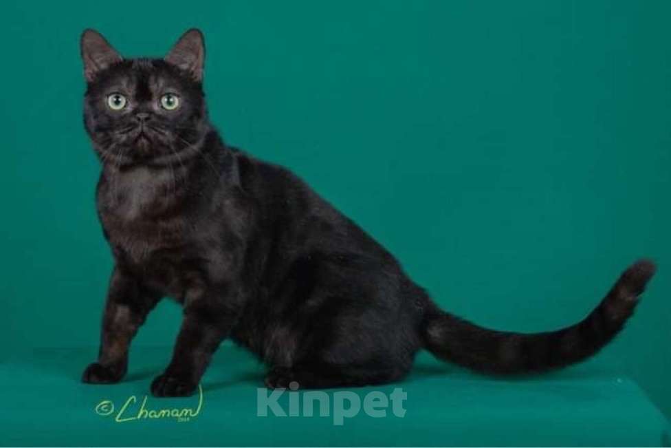 Кошки в Москве: Американский короткошерстный кот, импорт США Мальчик, Бесплатно - фото 7