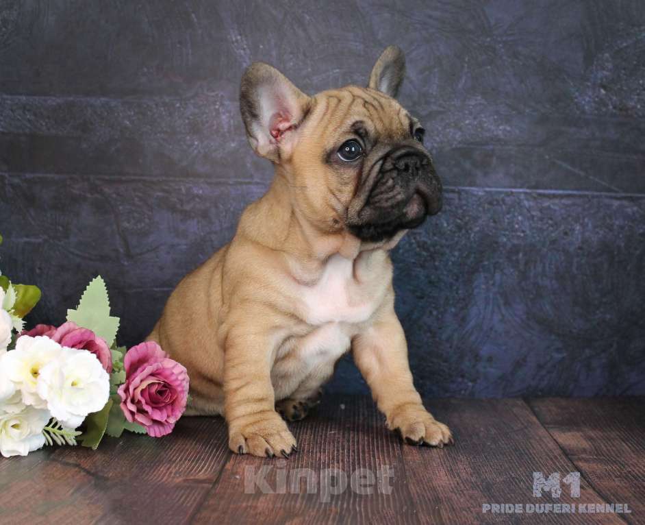 Собаки в других городах Воронежской области: Французский бульдог мальчик Мальчик, 70 000 руб. - фото 3