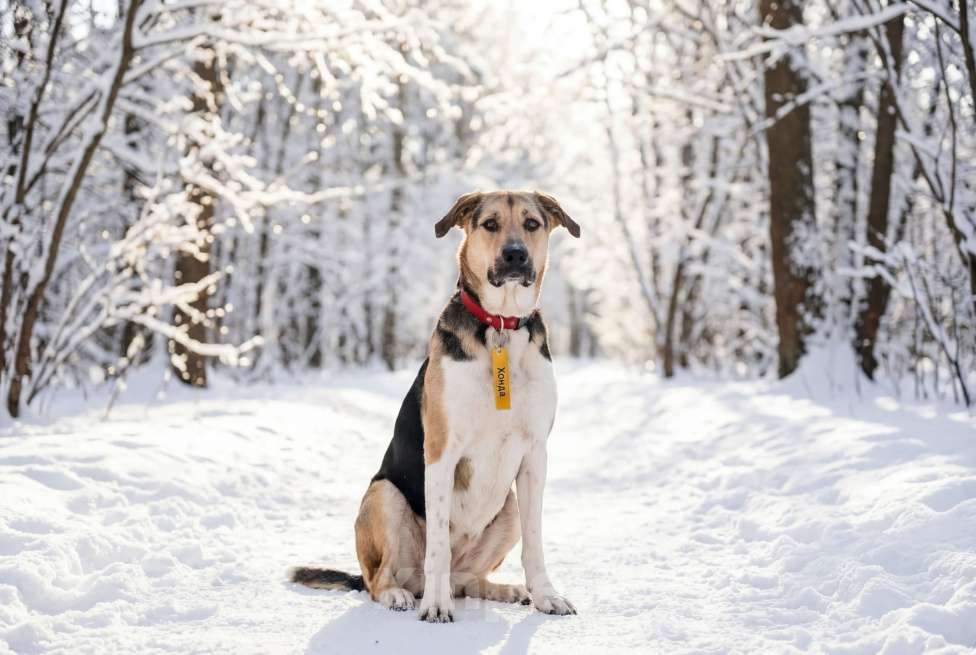 Собаки в Москве: Хонда , это собака с характером «Праздник вопреки» Девочка, Бесплатно - фото 3
