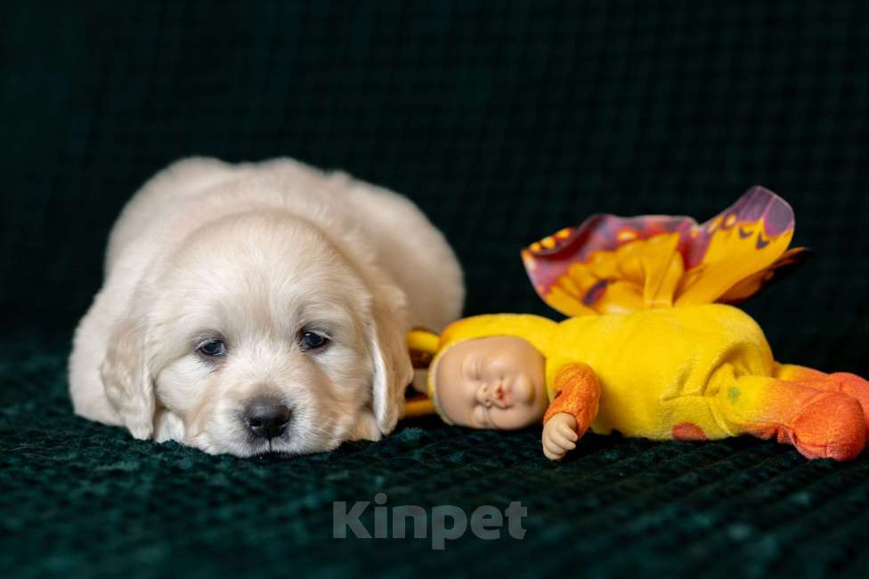 Собаки в других городах Московской области: Зара Девочка, 100 000 руб. - фото 3