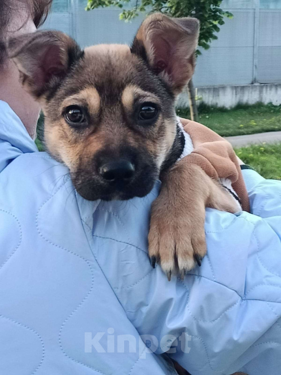 Собаки в Москве: Щенок в добрые руки Мальчик, Бесплатно - фото 4