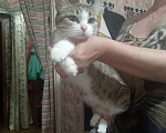 Кошки в Иркутске: Отдам кошку в добрые руки Девочка, Бесплатно - фото 1