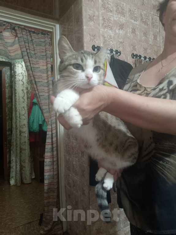 Кошки в Иркутске: Отдам кошку в добрые руки Девочка, Бесплатно - фото 1