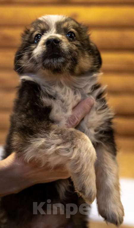 Собаки в Москве: Отдам щенка в добрые руки Девочка, Бесплатно - фото 6