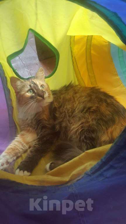 Кошки в Москве: Робкая, игривая, чистоплотная, красавица - идеальная кошь ищет дом Девочка, Бесплатно - фото 4