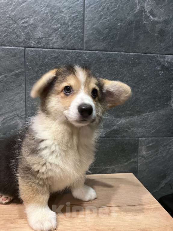 Собаки в Москве: Корги мальчик триколор кобель Мальчик, 40 000 руб. - фото 6
