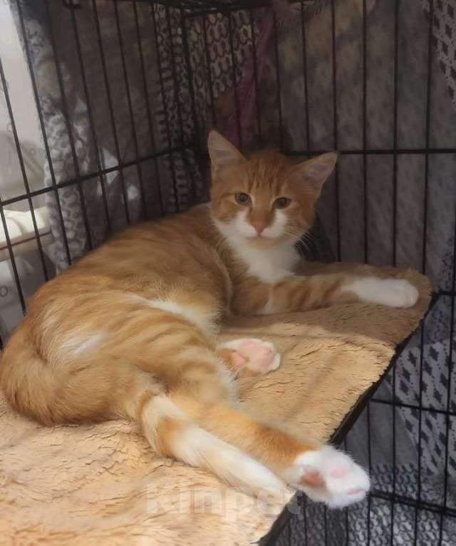 Кошки в Москве: Рыжие котята в добрые руки Мальчик, 1 руб. - фото 7