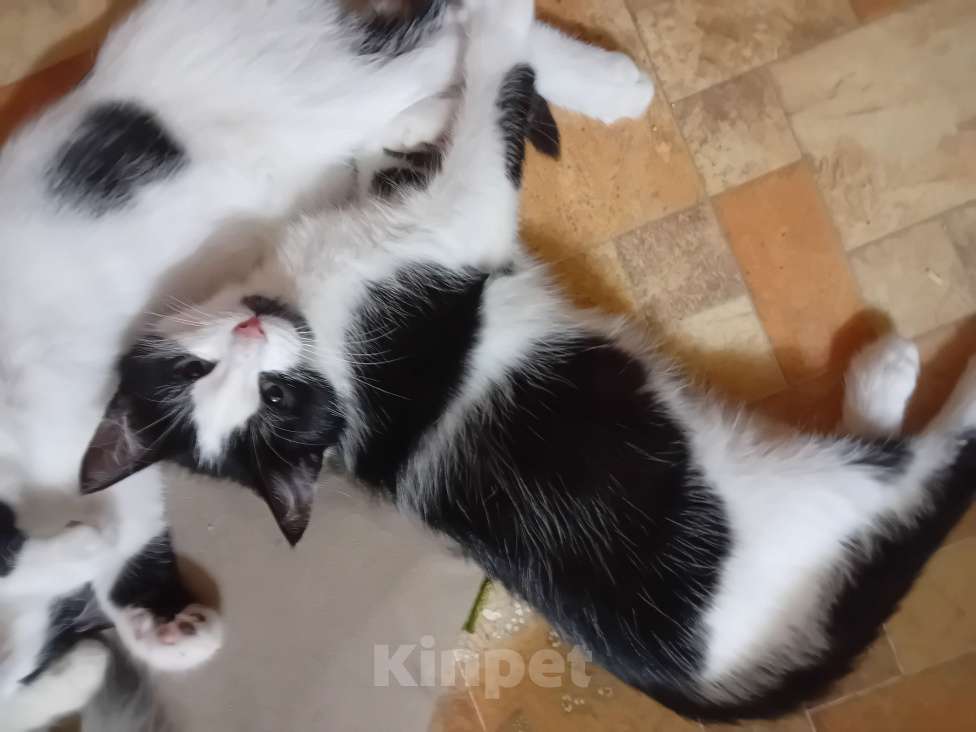 Кошки в Самаре: Прекрасный кошачий мальчишка Мальчик, Бесплатно - фото 8