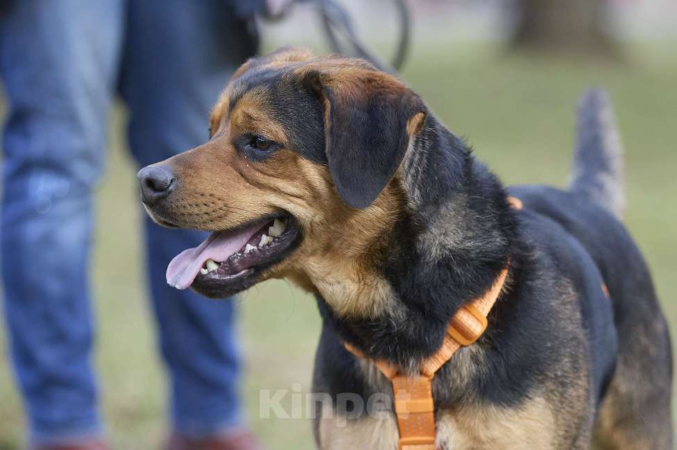 Собаки в Москве: Пёс в добрые руки Мальчик, Бесплатно - фото 5