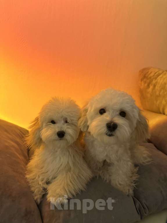 Собаки в Перми: Тоша  Мальчик, Бесплатно - фото 7