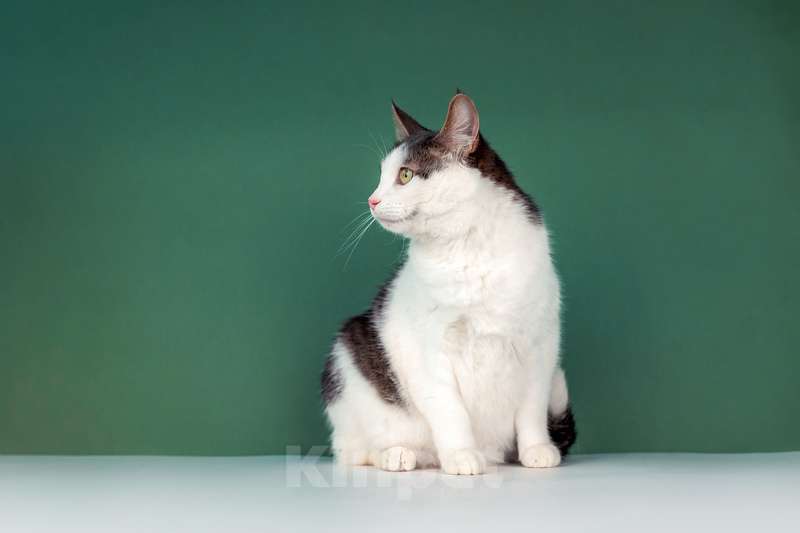 Кошки в Москве: Ласковый кот Масяня с кисточками на ушах и искренней улыбкой Мальчик, Бесплатно - фото 3