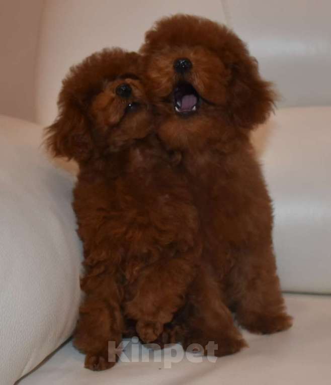 Собаки в Москве: Шикарная девочка РКФ, Влада Девочка, 150 000 руб. - фото 4