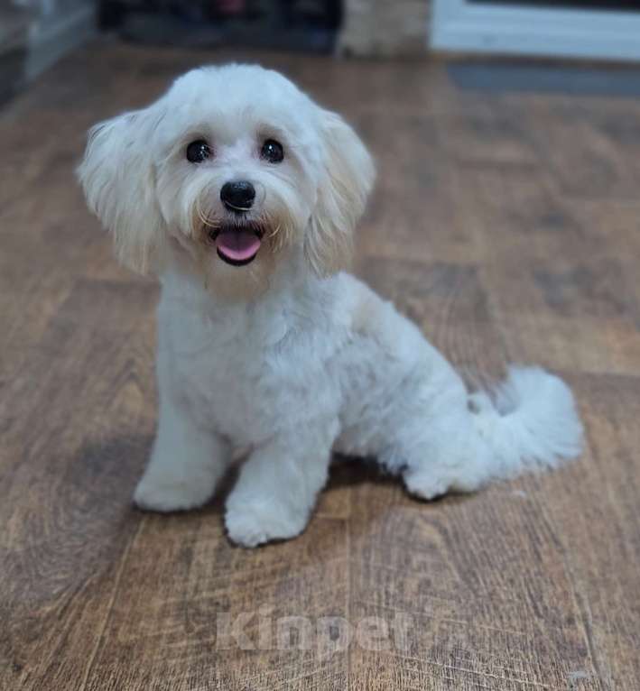 Собаки в Москве: Мальчик Мальтипу  Мальчик, 50 000 руб. - фото 1