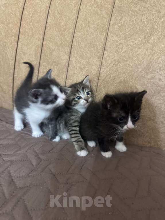 Кошки в Ростове-на-Дону: Отдам в добрые руки Разнополые, Бесплатно - фото 1