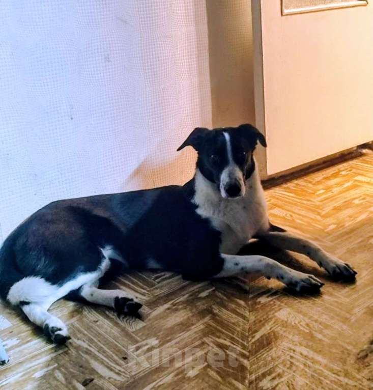 Собаки в Санкт-Петербурге: Щенок-подросток в добрые руки Девочка, Бесплатно - фото 4