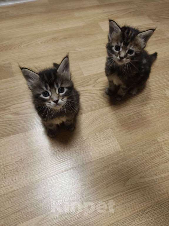 Кошки в Москве: Девочка Девочка, 10 000 руб. - фото 1