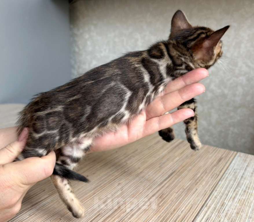 Кошки в Москве: Клубные бенгальские котята-девочка Девочка, 70 000 руб. - фото 1