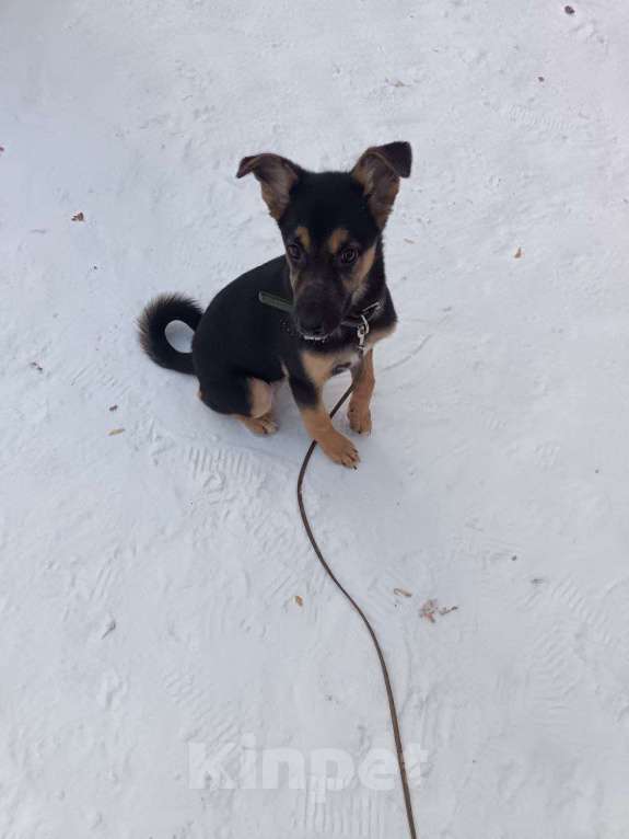 Собаки в Иркутске: Семья для Рэя Мальчик, 50 руб. - фото 2