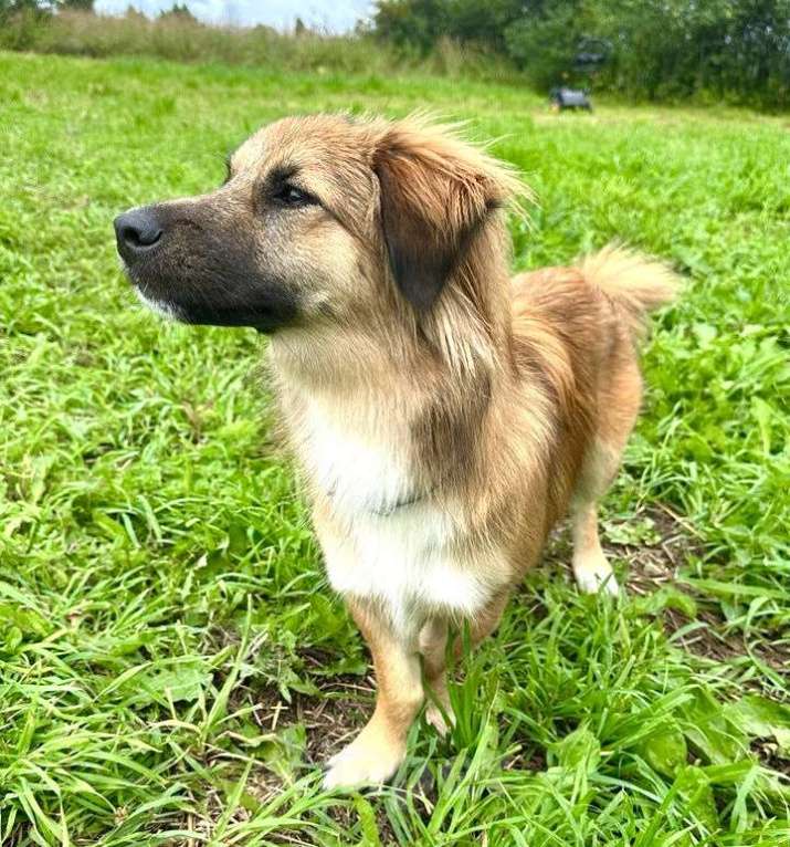 Собаки в Химках: Молли в поисках дома Девочка, Бесплатно - фото 4