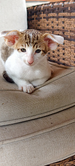 Ориентальный котёнок