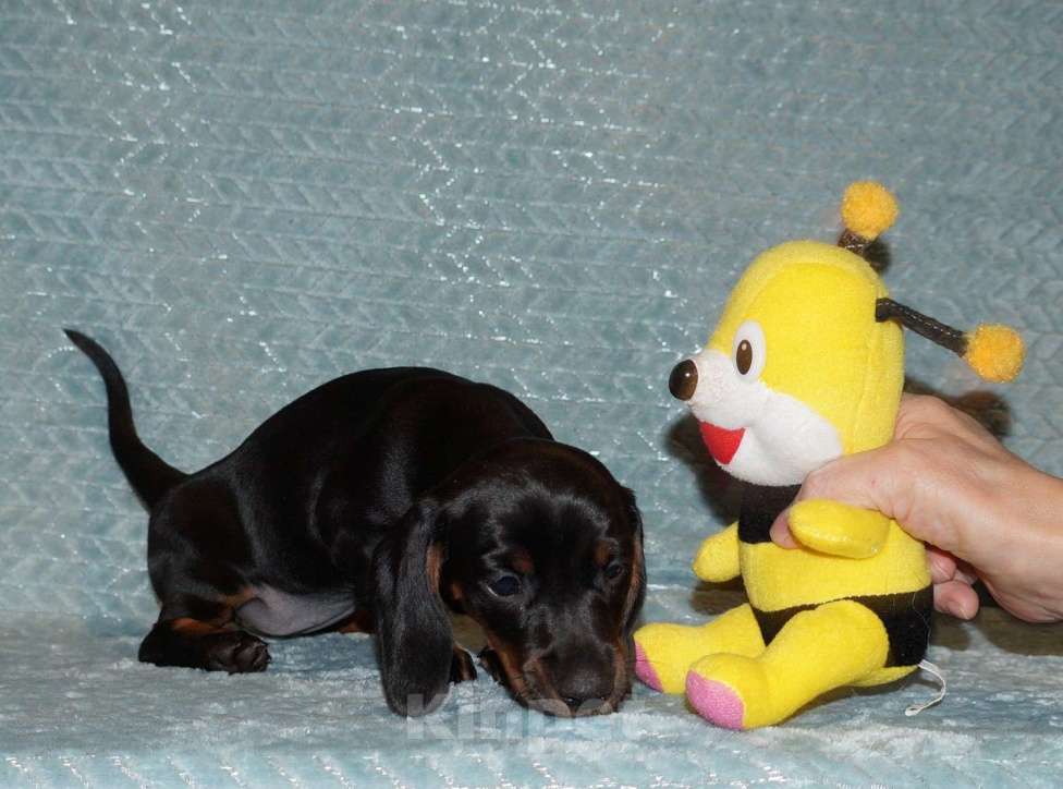 Собаки в Иваново: Такса стандартная г-ш. РКФ Девочка, 50 000 руб. - фото 3