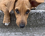 Собаки в Симферополе: Отдам в добрые руки  Девочка, 10 руб. - фото 3