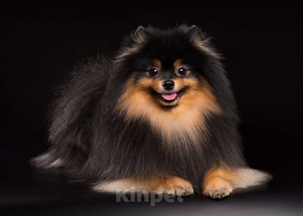 Собаки в Нижнем Новгороде: Немецкий малый шпиц, вязка Мальчик, Бесплатно - фото 1