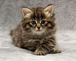 Кошки в Ливны: Роскошные сибирские котята, 6 000 руб. - фото 2