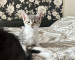 Кошки в Пензе: Отдам котенка в добрые руки Мальчик, Бесплатно - фото 4