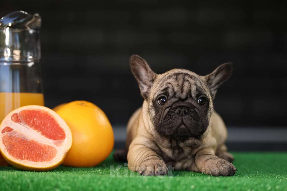 Собаки в Москве: Щенок французского бульдога  Девочка, 50 000 руб. - фото 5
