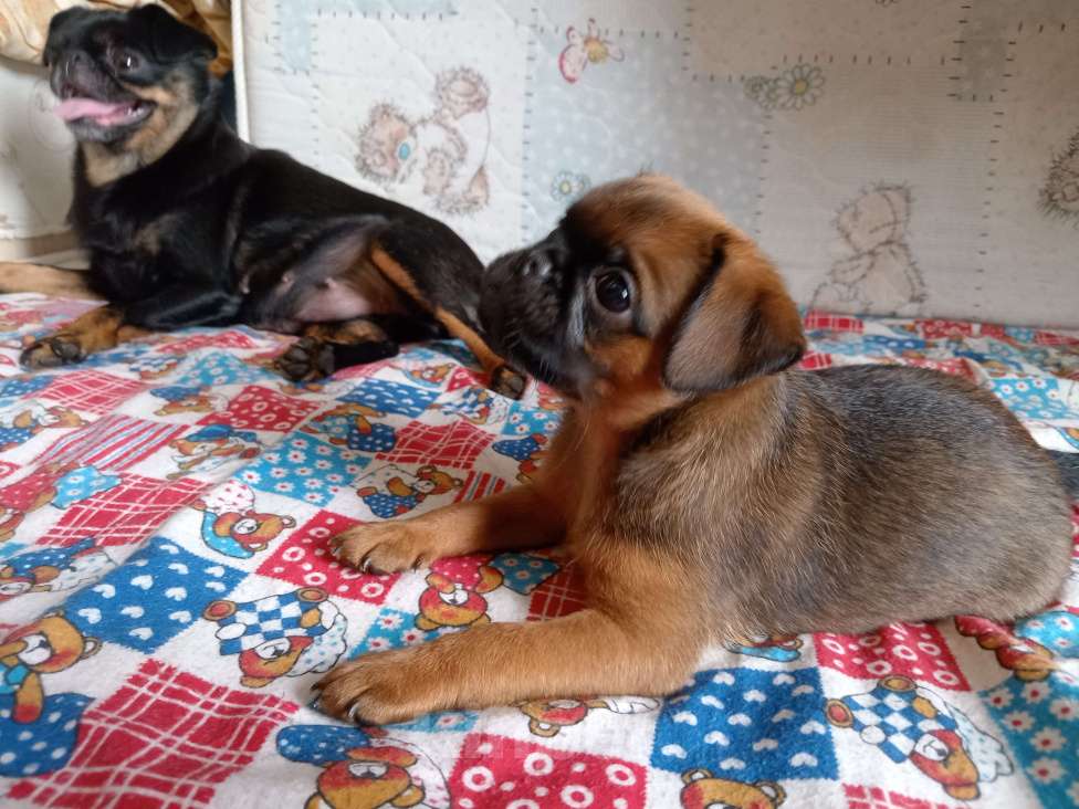 Собаки в Ставрополе: Брутальный красавчик Мальчик, 30 000 руб. - фото 5