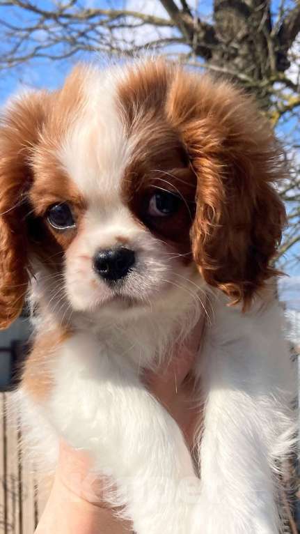 Собаки в Санкт-Петербурге: МАЛЬЧИК АНТЕЙ МАРТИН Мальчик, 85 000 руб. - фото 7