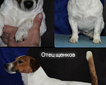 Собаки в Екатеринбурге: Джек рассел терьер Сахарок Мальчик, 45 000 руб. - фото 8