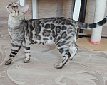 Кошки в Москве: Бенгальские котята серебро  Мальчик, Бесплатно - фото 5