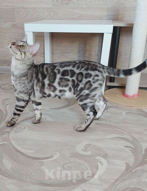 Кошки в Москве: Бенгальские котята серебро  Мальчик, Бесплатно - фото 5