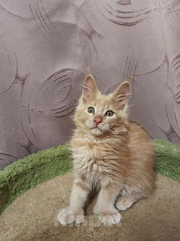 Кошки в Москве: Котик Мальчик, 35 000 руб. - фото 5