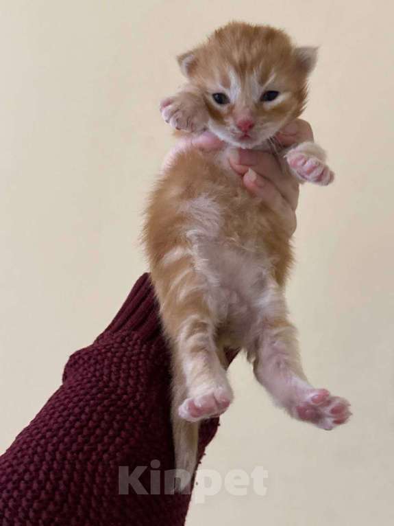 Кошки в Королеве: Сибирские котята Разнополые, 80 000 руб. - фото 3