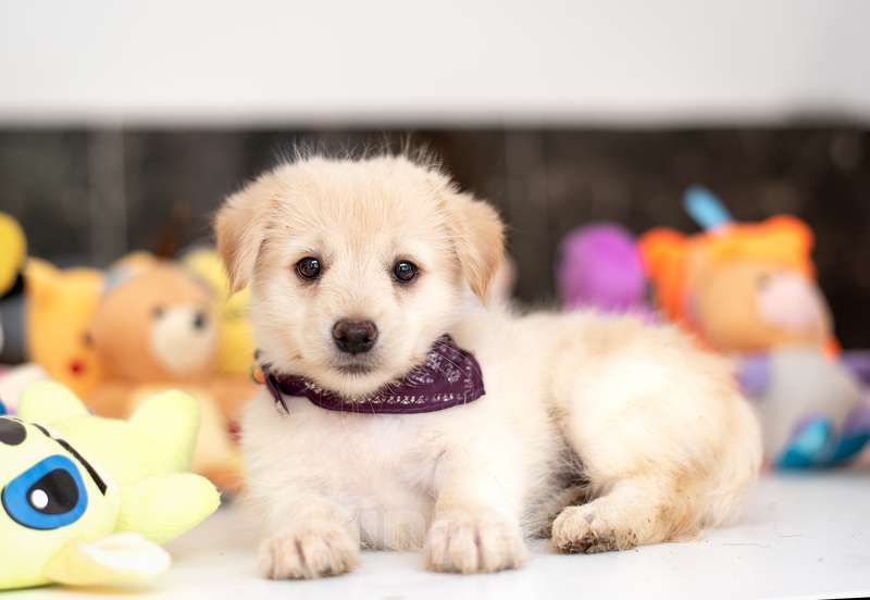 Собаки в Москве: Белые щенки от болонки и вельш корги в добрые руки Девочка, Бесплатно - фото 8