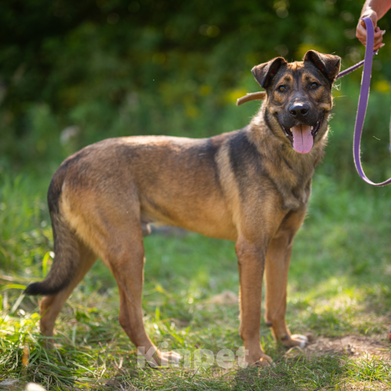 Собаки в Москве: Симба Мальчик, Бесплатно - фото 3