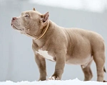 Собаки в Домодедово: Американский булли покет щенок  Мальчик, 80 000 руб. - фото 3