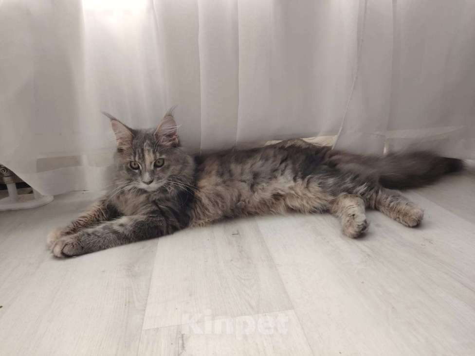 Кошки в Мурином: Прелестная девочка мейн-кун  Девочка, 22 000 руб. - фото 3