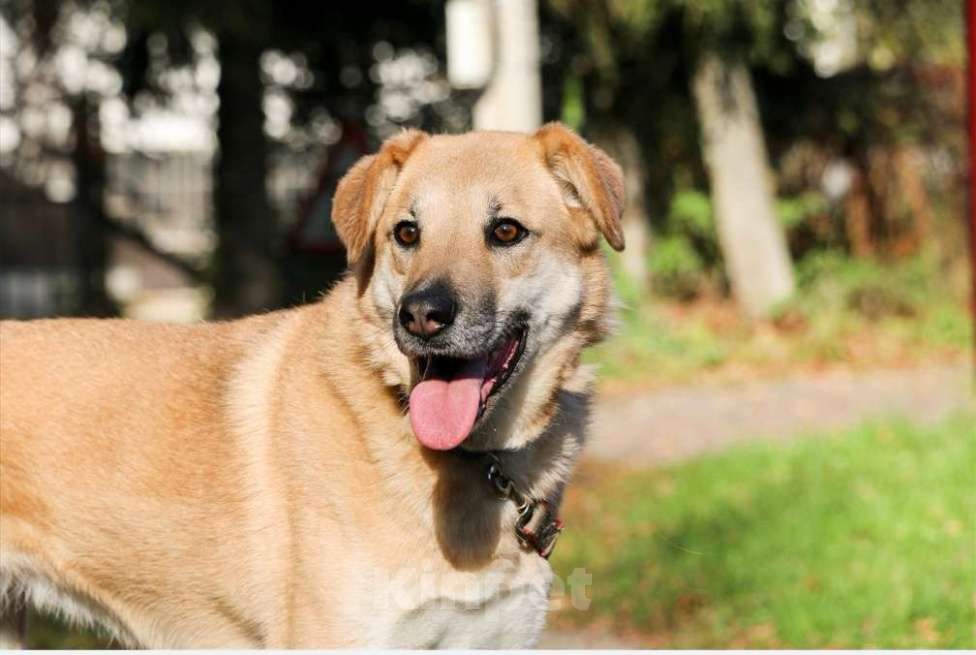 Собаки в Москве: Чудесная Барабулька ищет дом и любящую семью! Девочка, Бесплатно - фото 1