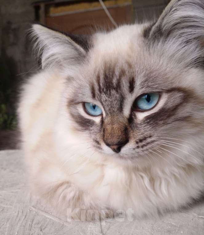 Кошки в Краснодаре: Котята Невская маскарадная color point blue пушистый кот Мальчик, 26 000 руб. - фото 6