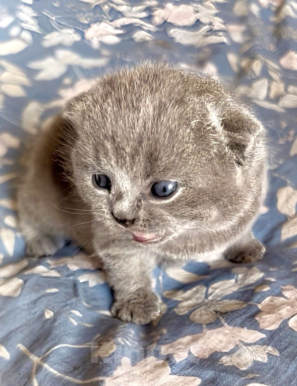 Кошки в Москве: Британский котенок к/ш  Мальчик, Бесплатно - фото 4