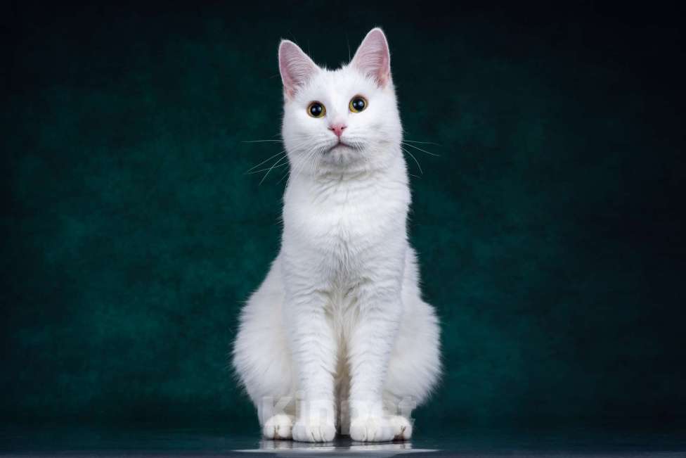 Кошки в Москве: Зефир ищет дом Мальчик, Бесплатно - фото 5