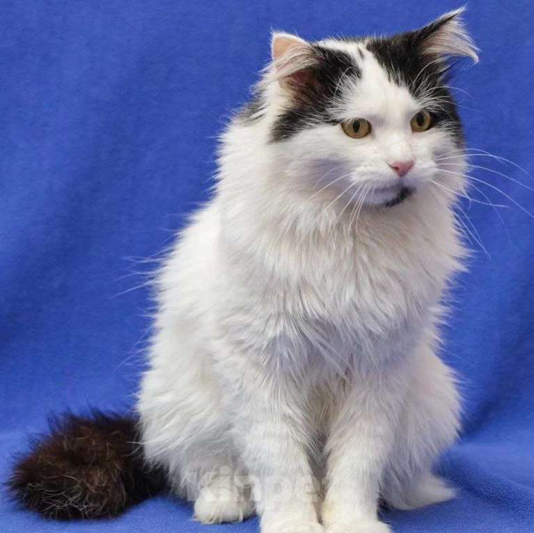 Кошки в Москве: Ласковый пушистый котик в добрые руки  Мальчик, Бесплатно - фото 2