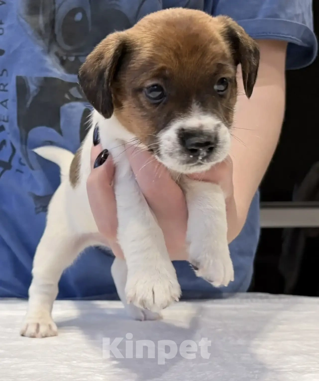 Собаки в Москве: Джек Рассел терьер Мальчик, 25 000 руб. - фото 1