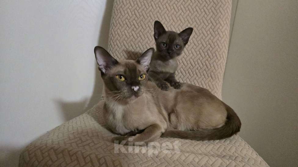 Кошки в Тюмени: Европейские бурманские котята Разнополые, 25 000 руб. - фото 6